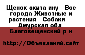 Щенок акита ину - Все города Животные и растения » Собаки   . Амурская обл.,Благовещенский р-н